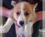 Puppy 4 Pembroke Welsh Corgi