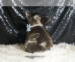Small #5 French Bulldog