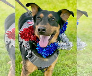 German Shepherd Dog Dogs for adoption in San Bernardino , CA, USA