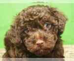 Small Photo #3 Havanese-Poodle (Toy) Mix Puppy For Sale in SHAWNEE, OK, USA