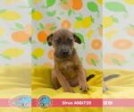 Small #1 Rat Terrier Mix