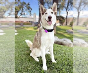 Huskies -Unknown Mix Dogs for adoption in Corona, CA, USA