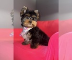Small #8 Yorkshire Terrier