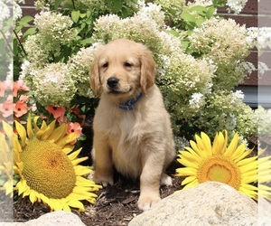 Golden Retriever Puppy for sale in APPLE CREEK, OH, USA