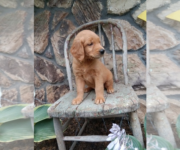 Medium Photo #29 Golden Retriever Puppy For Sale in GREENWOOD, WI, USA