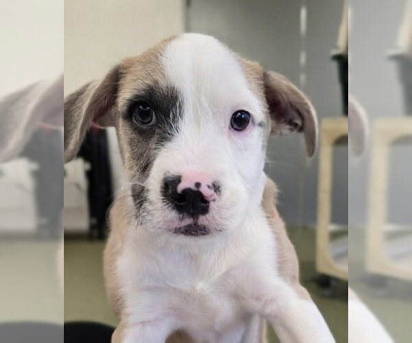 Medium Photo #1 Mutt Puppy For Sale in Warrenton, VA, USA