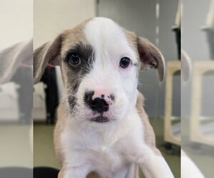 Mutt Dogs for adoption in Warrenton, VA, USA