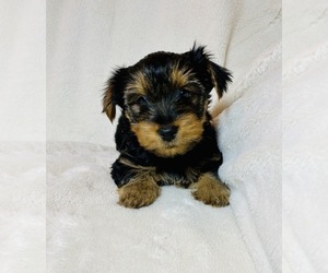 Yorkshire Terrier Puppy for sale in KAUKAUNA, WI, USA