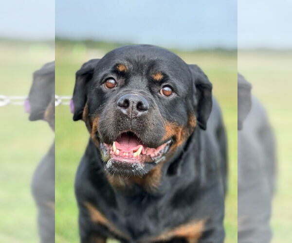 Medium Photo #15 Rottweiler Puppy For Sale in Oak Bluffs, MA, USA
