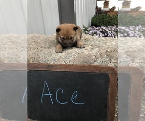 Shiba Inu Puppy for sale in SULLIVAN, IL, USA