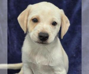 Chihuahua-Unknown Mix Dogs for adoption in San Diego, CA, USA