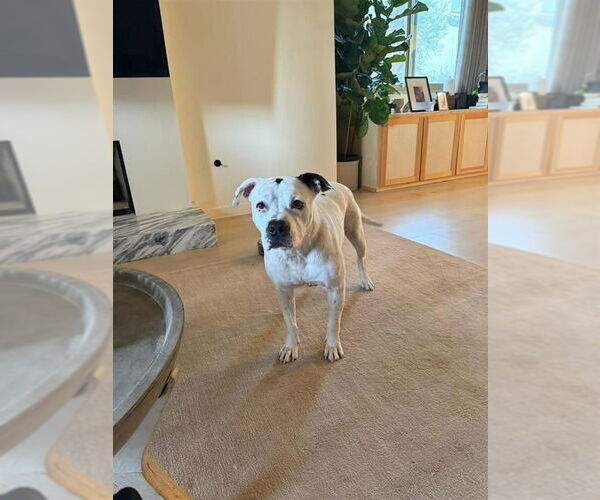 Medium Photo #31 American Staffordshire Terrier Puppy For Sale in Lake Forest, CA, USA