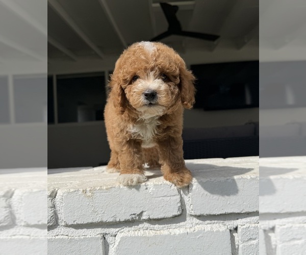 Medium Photo #2 Poodle (Miniature) Puppy For Sale in MARYSVILLE, CA, USA