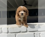 Small #1 Poodle (Miniature)