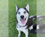 Small Siberian Husky
