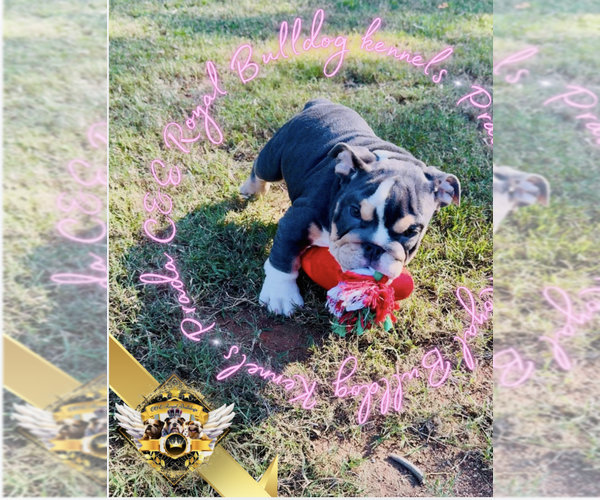 Medium Photo #11 English Bulldog Puppy For Sale in ATHENS, GA, USA