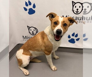 Precious (7150) - Female Mutt Dog for Adoption