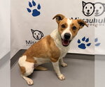 Precious (7150) - Female Mutt Dog for Adoption - Small photo