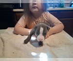 Puppy Puppy 4 American Pit Bull Terrier