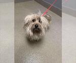 Small Lhasa Apso Mix