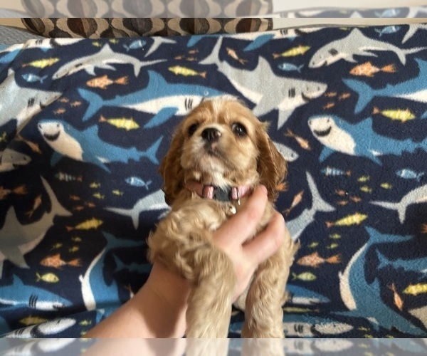 Medium Photo #31 Cocker Spaniel Puppy For Sale in COLBERT, GA, USA