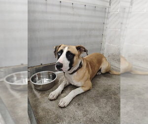 Mutt Dogs for adoption in San Bernardino, CA, USA