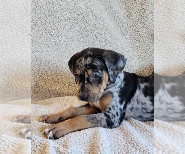 Medium Photo #3 Catahoula Leopard Dog Puppy For Sale in CUMBY, TX, USA