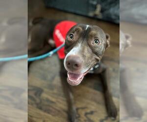 American Pit Bull Terrier-Labrador Retriever Mix Dogs for adoption in Charlotte, NC, USA