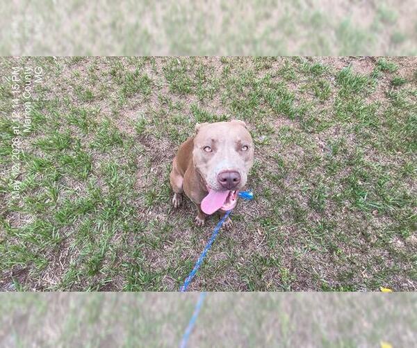 Medium Photo #1 American Pit Bull Terrier-Unknown Mix Puppy For Sale in Ocala, FL, USA