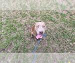 Small American Pit Bull Terrier Mix