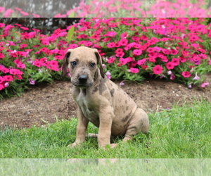 Great Dane Puppy for sale in SHILOH, OH, USA