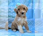 Small Photo #3 Goldendoodle-Poodle (Standard) Mix Puppy For Sale in LANCASTER, PA, USA