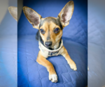 Small #1 Chihuahua Mix