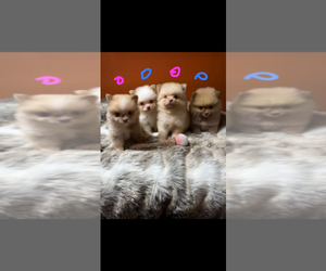 Pomeranian Puppy for sale in SAN DIEGO, CA, USA