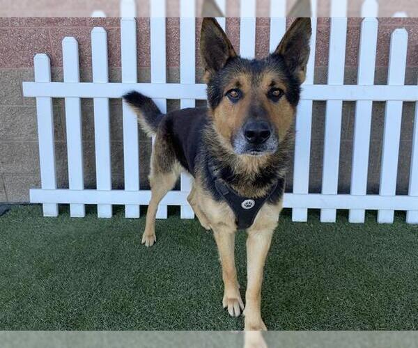 Medium Photo #1 German Shepherd Dog Puppy For Sale in Modesto, CA, USA