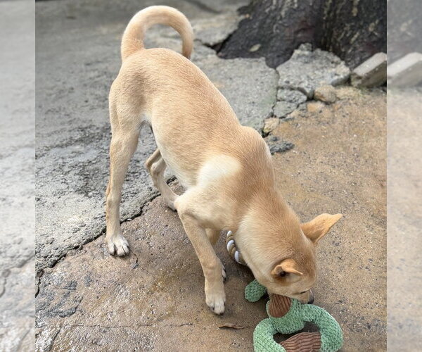 Medium Photo #3 Labrador Retriever Puppy For Sale in Yardley, PA, USA