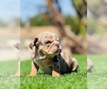 Small #8 English Bulldog