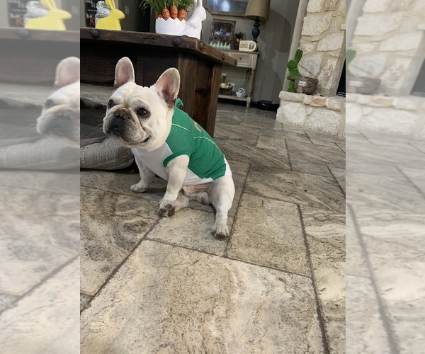 Medium Photo #1 French Bulldog Puppy For Sale in LA VERNIA, TX, USA
