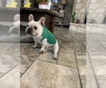 Small Photo #1 French Bulldog Puppy For Sale in LA VERNIA, TX, USA