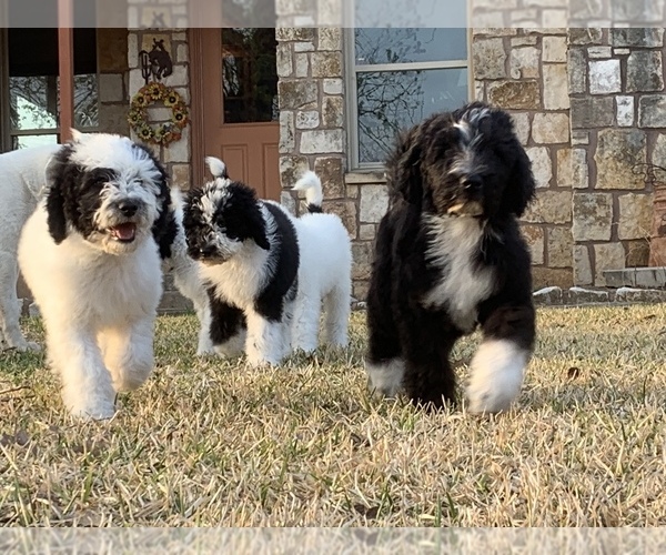 Medium Photo #3 Sheepadoodle Puppy For Sale in BURNET, TX, USA