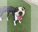 Small Photo #2 American Pit Bull Terrier Puppy For Sale in Woodland, CA, USA