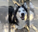 Small #1 Siberian Husky