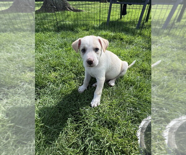 Medium Photo #3 Siberian Husky-Unknown Mix Puppy For Sale in Springdale, PA, USA