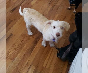 Dachshund-Unknown Mix Dogs for adoption in Denver , CO, USA