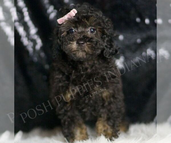 Medium Photo #5 Poodle (Toy) Puppy For Sale in WARSAW, IN, USA
