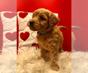 Goldendoodle Puppy for sale in CRESTON, OH, USA