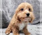 Small #2 Cavalier King Charles Spaniel