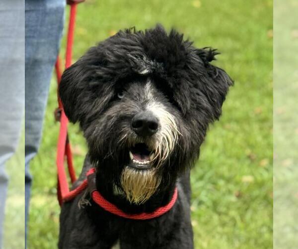 Medium Photo #5 Bearded Collie-Unknown Mix Puppy For Sale in Yardley, PA, USA