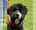 Small #4 Bearded Collie Mix