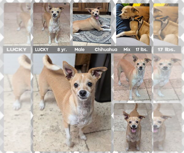 Medium Photo #2 Chihuahua-Unknown Mix Puppy For Sale in Mesa, AZ, USA